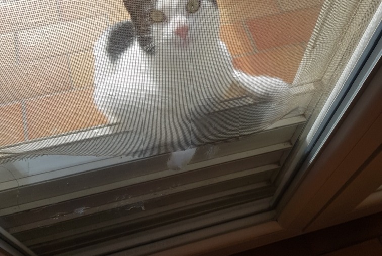 Alerta descoberta Gato Fêmea Noves France